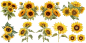 Preview: Wandtattoo Sonnenblumen Dekoset zur freien Platzierung Preview: Wandtattoo Sonnenblumen Dekoset zur freien Platzierung