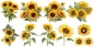 Preview: Wandtattoo Sonnenblumen Dekoset zur freien Platzierung Preview: Wandtattoo Sonnenblumen Dekoset zur freien Platzierung