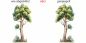 Preview: Wandtattoo Verzweigter Aquarell Baum - Ansicht Ausrichtung