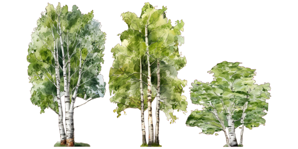 Preview: Wandtattoo Set Aquarell Birken Preview: Wandtattoo Set Aquarell Birken - Komplettansicht