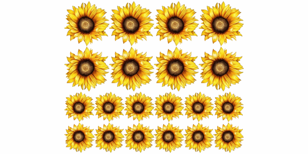 Wandtattoo Set Sonnenblumen zur freien Platzierung