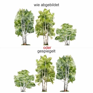 Wandtattoo Set Aquarell Birken - Komplettansicht und Ausrichtung